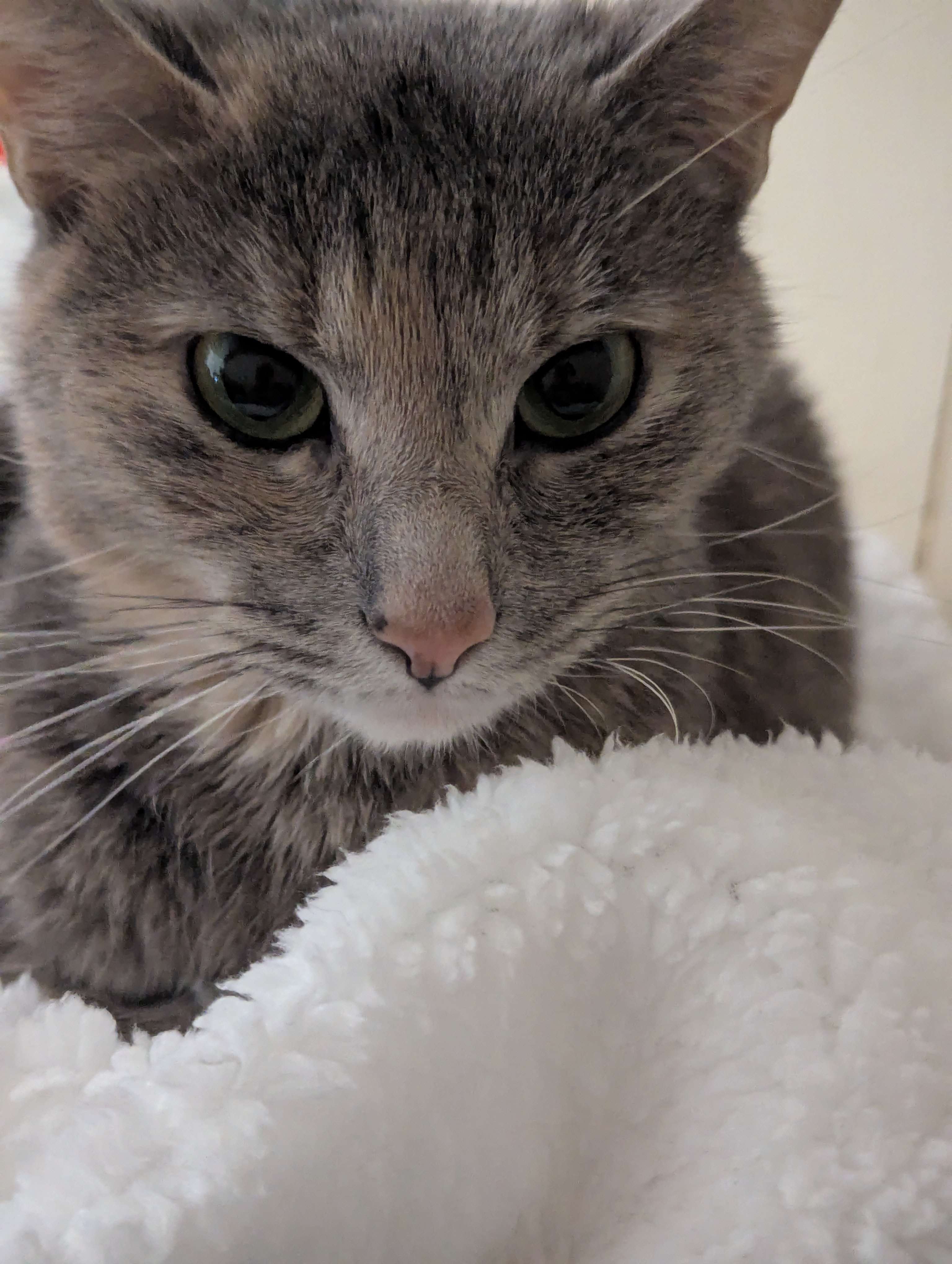 A picture of my cat, Mow Mow (1)