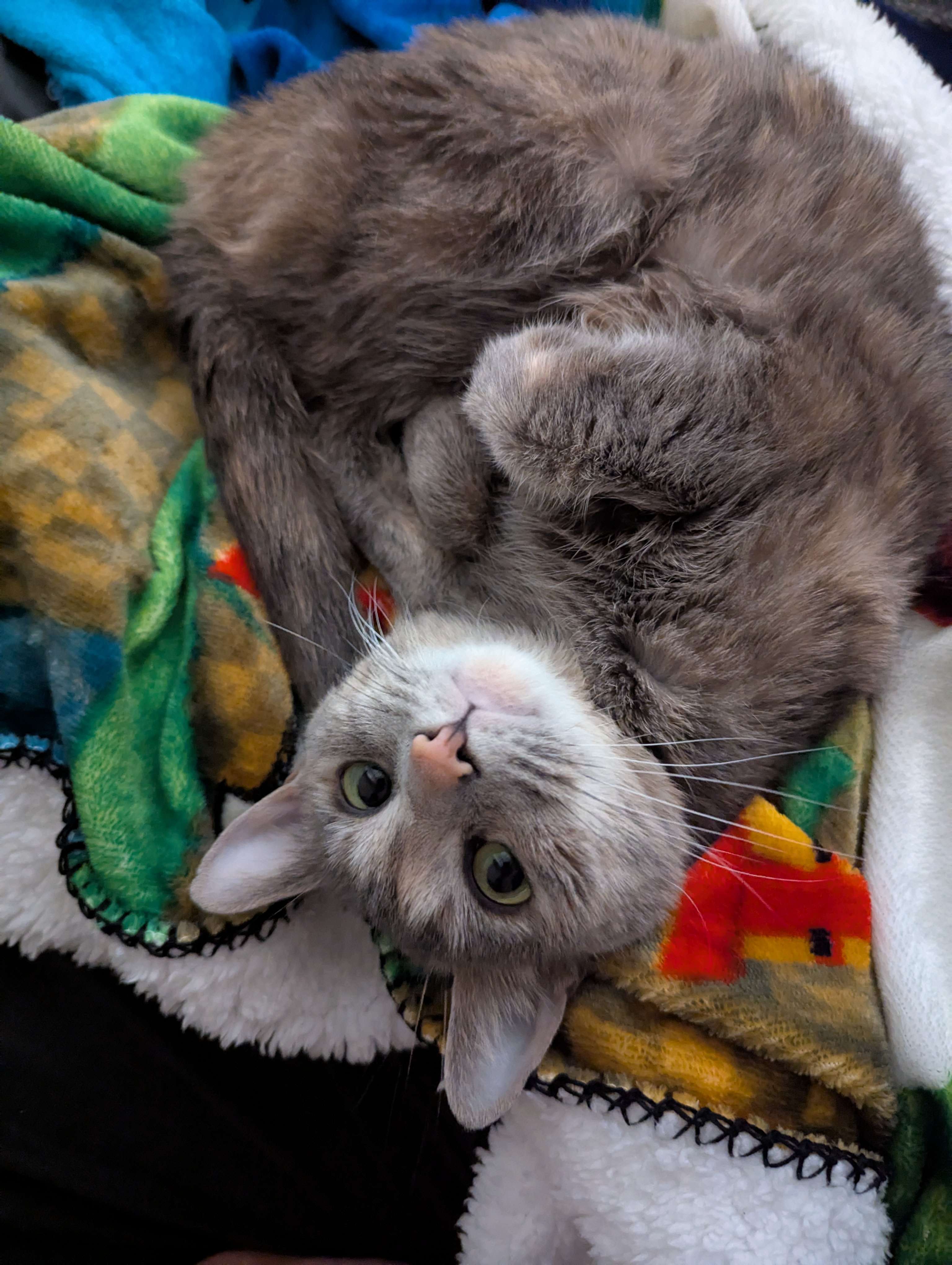 A picture of my cat, Mow Mow (2)