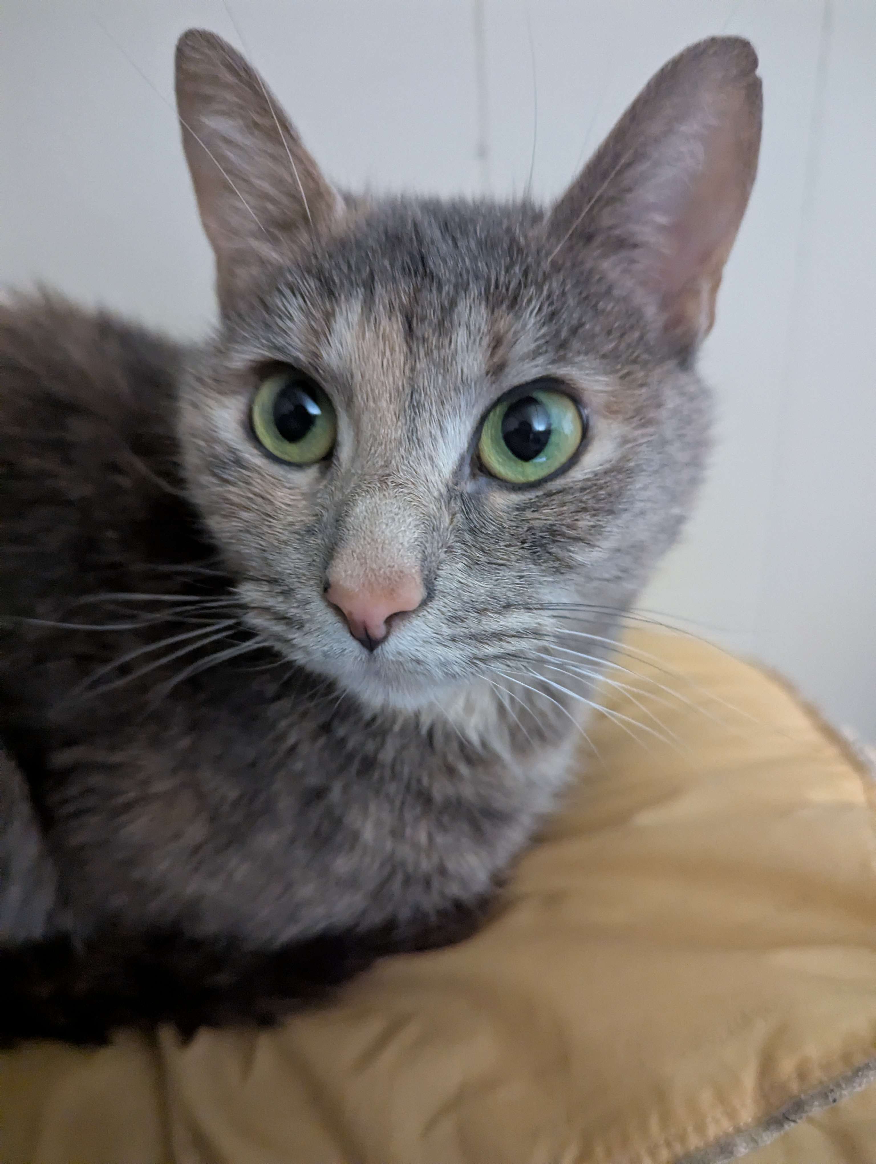 A picture of my cat, Mow Mow (3)